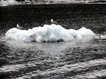 Prince William Sound 26 Glacier Cruise